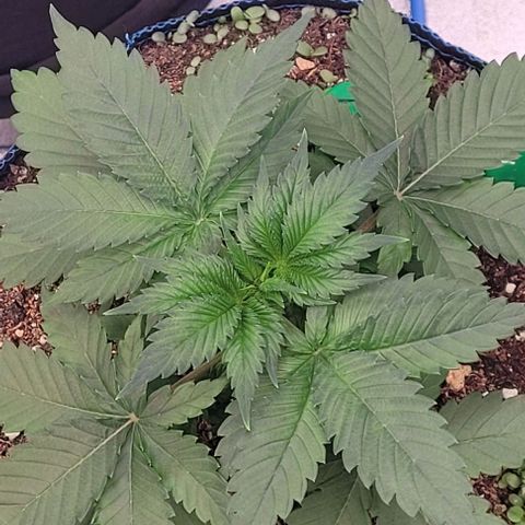 Fast Diesel growlog timeline photo