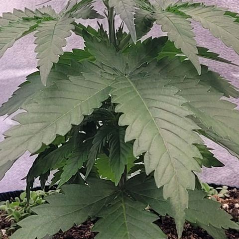 Mexy growlog timeline photo