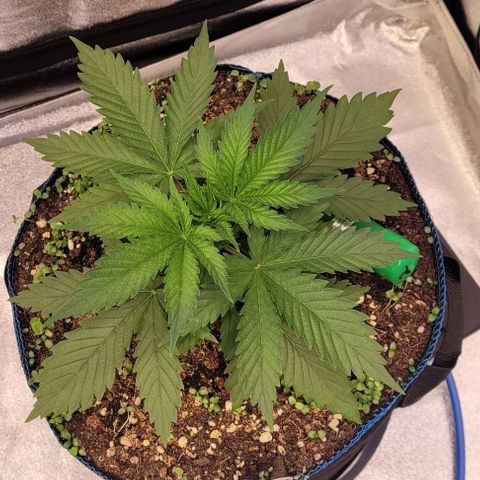 Pearly of Jamaica growlog timeline photo