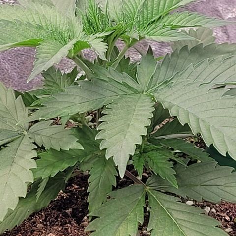 Pearly of Jamaica growlog timeline photo