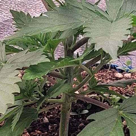 Pearly of Jamaica growlog timeline photo