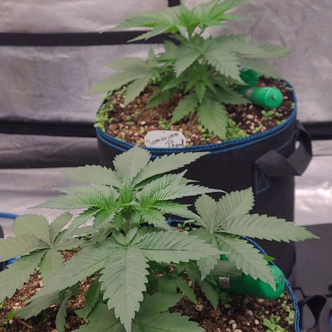 Mexy growlog photo: Ohne Zuordnung der Bilder .
Rein nur ein Umgebungs Anblick an Wachstum Tag 7 heute u die Wurzelstimulanz die es im heutigen Saft gab