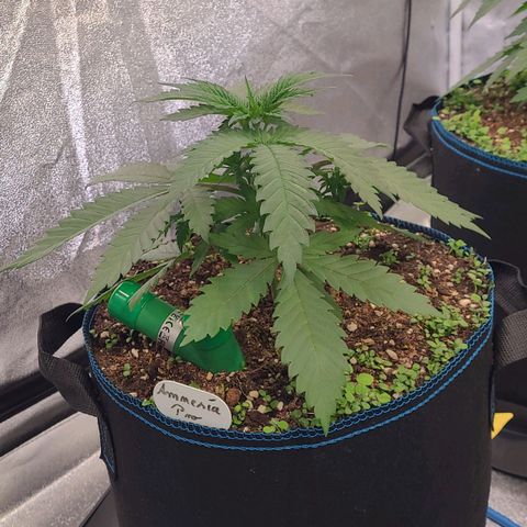 Mexy growlog photo: Ohne Zuordnung der Bilder .
Rein nur ein Umgebungs Anblick an Wachstum Tag 7 heute u die Wurzelstimulanz die es im heutigen Saft gab