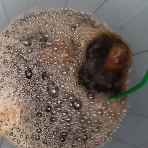 Mexy growlog photo: Der aktiv Belüftete Kompost Tee ist gestartet u wird gegeben wenn die Erdfeuchte Sensoren noch etwas weiter Gefallen sind 