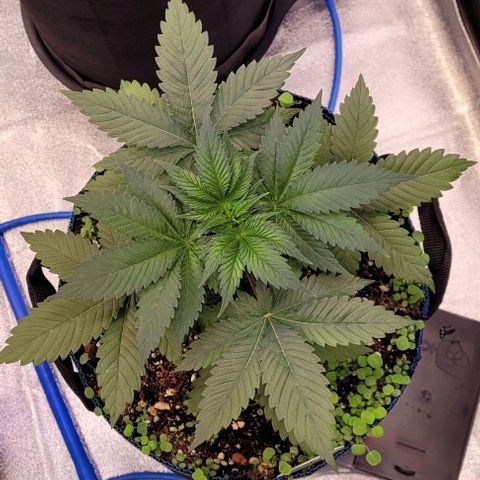 Fast Diesel growlog timeline photo
