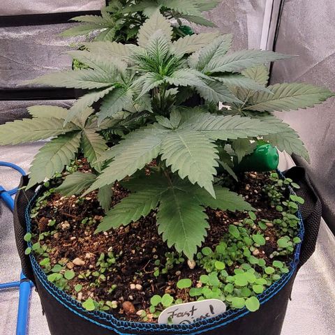 Fast Diesel growlog timeline photo