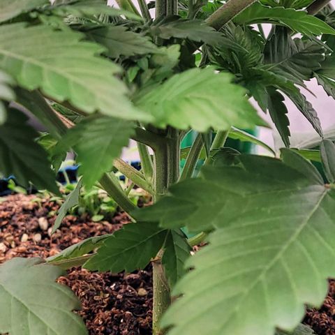 Fast Diesel growlog timeline photo