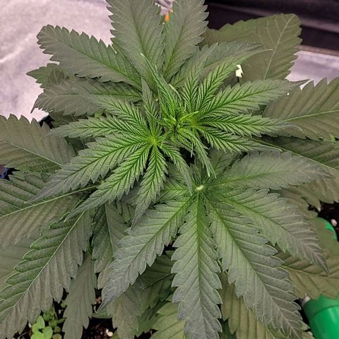 Mexy growlog timeline photo