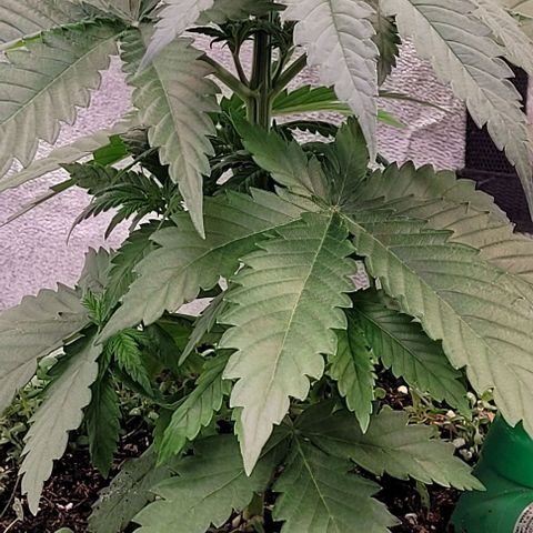 Mexy growlog timeline photo