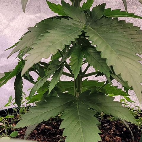 Mexy growlog timeline photo