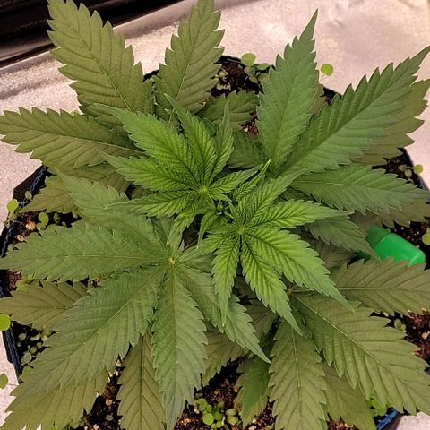 Pearly of Jamaica growlog timeline photo