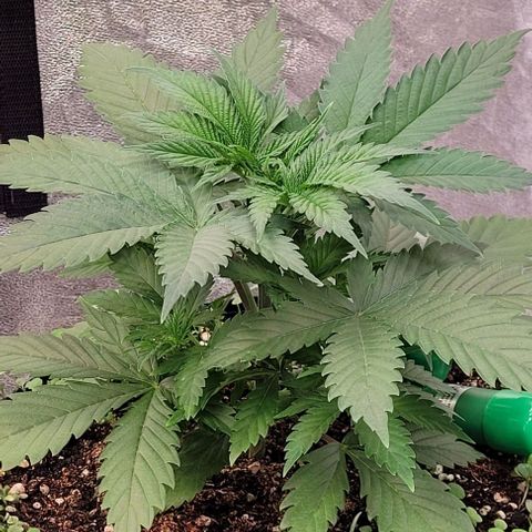 Pearly of Jamaica growlog timeline photo