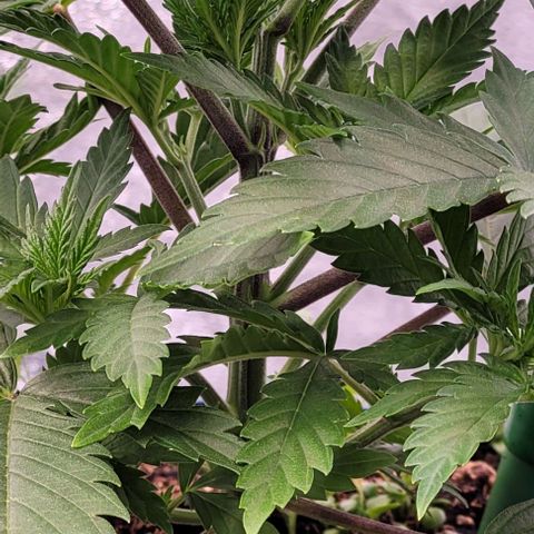 Pearly of Jamaica growlog timeline photo