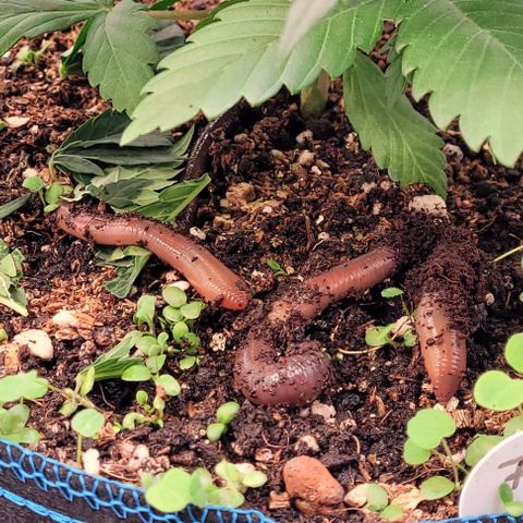 Fast Diesel growlog photo: Leben ist in u auf der Erde