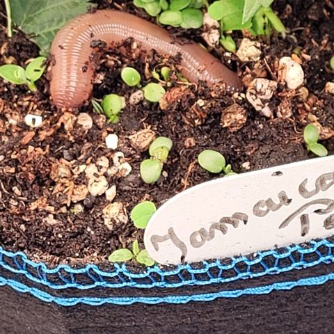 Pearly of Jamaica growlog photo: Der Wurm zieht ein