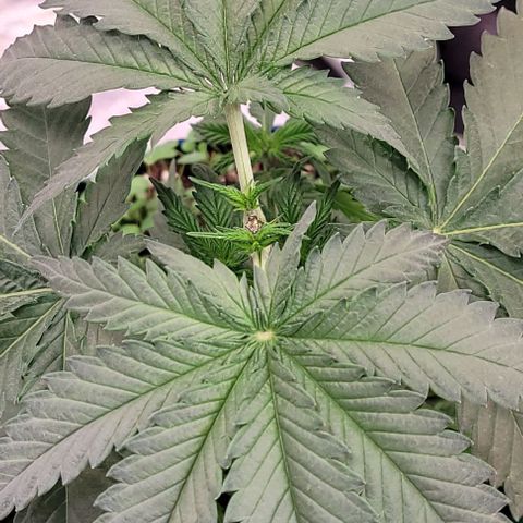 Mexy growlog photo: Auch sie ist nun getoppt
