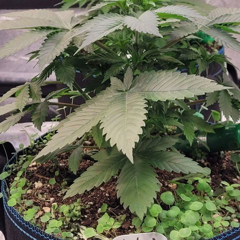 Fast Diesel growlog timeline photo