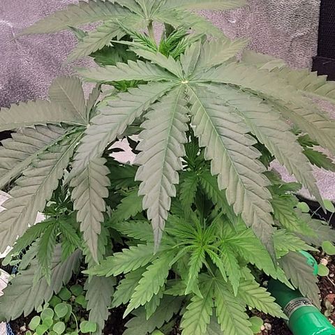 Mexy growlog timeline photo