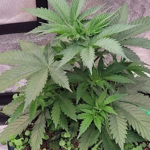 Pearly of Jamaica growlog timeline photo