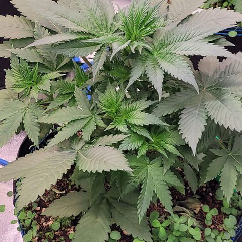 Fast Diesel growlog timeline photo