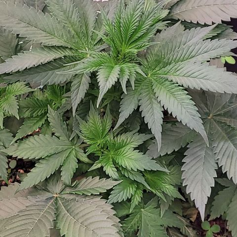 Fast Diesel growlog timeline photo