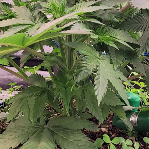 Fast Diesel growlog timeline photo