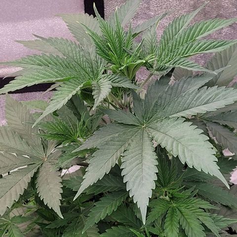 Pearly of Jamaica growlog timeline photo