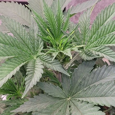 Pearly of Jamaica growlog timeline photo
