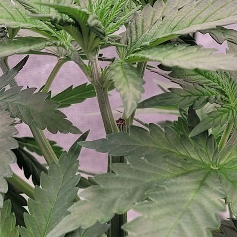 Mexy growlog timeline photo