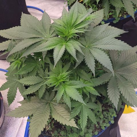 Fast Diesel growlog timeline photo