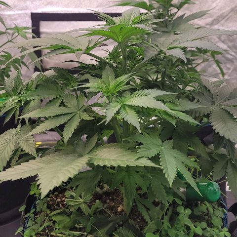 Fast Diesel growlog timeline photo