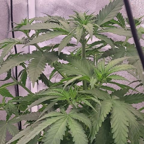 Mexy growlog timeline photo