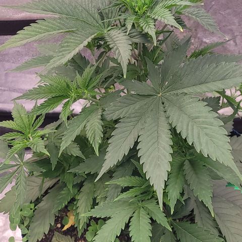 Pearly of Jamaica growlog timeline photo