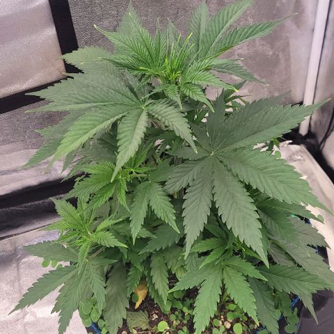 Pearly of Jamaica growlog timeline photo