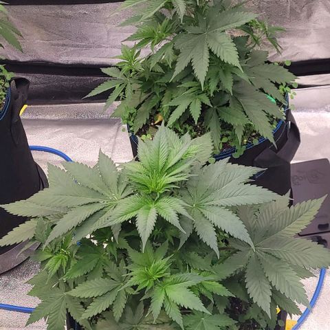 Mexy growlog timeline photo