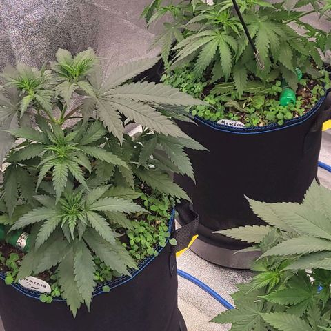 Mexy growlog timeline photo