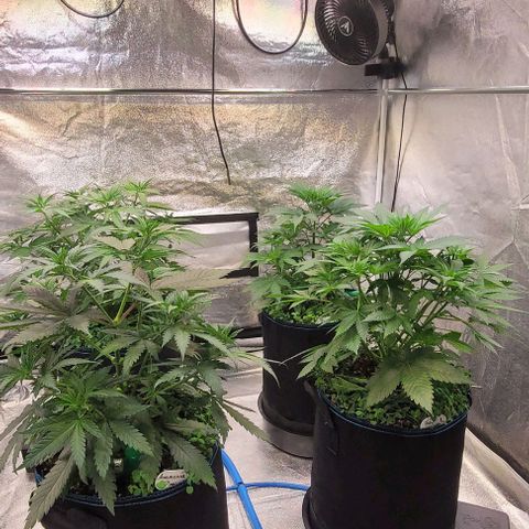 Mexy growlog timeline photo