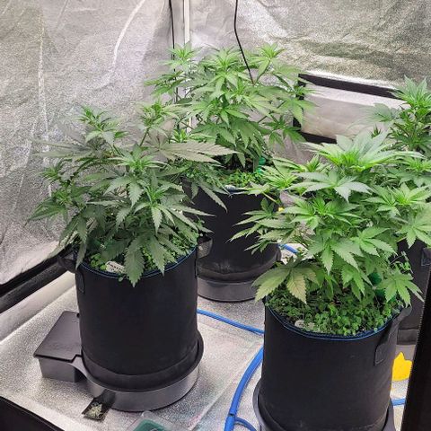 Mexy growlog timeline photo