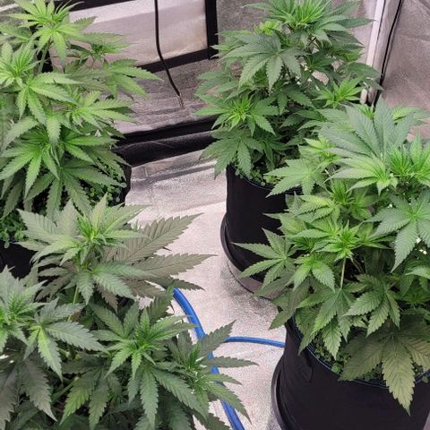 Mexy growlog timeline photo