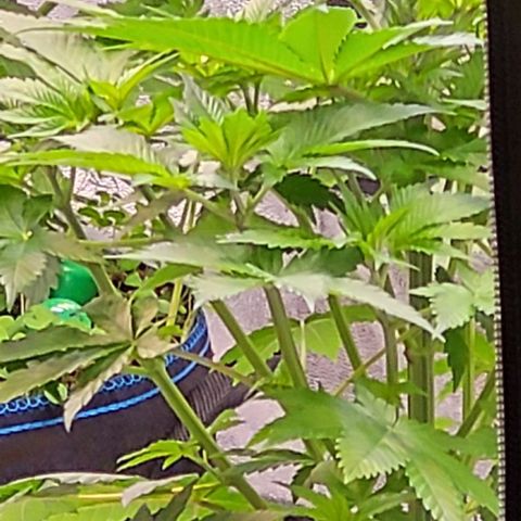 Mexy growlog photo: Die drei Fotos aus dem Flur heraus ins Zelt geschossen