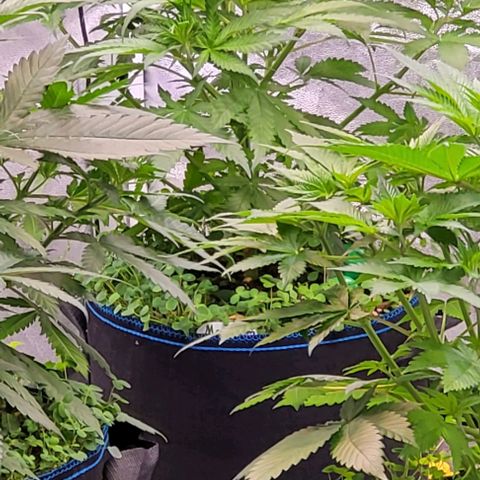 Mexy growlog photo: Die drei Fotos aus dem Flur heraus ins Zelt geschossen