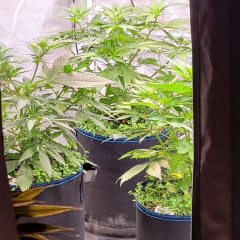 Mexy growlog photo: Die drei Fotos aus dem Flur heraus ins Zelt geschossen