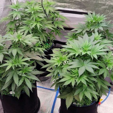 Mexy growlog photo: Schon richtig schöne Büchlein geworden