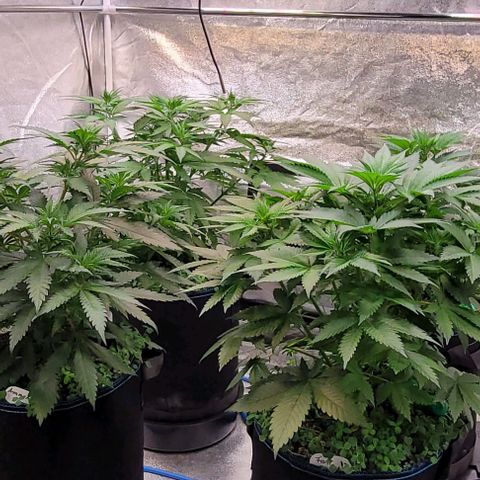 Mexy growlog photo: Schon richtig schöne Büchlein geworden