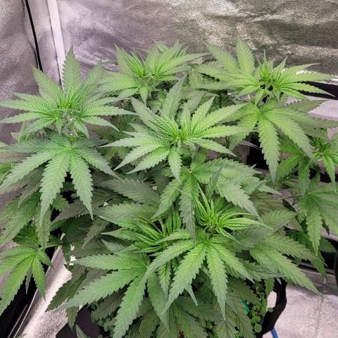 Mexy growlog timeline photo