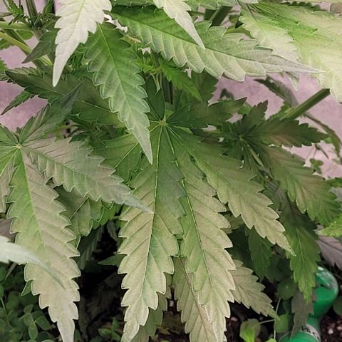 Mexy growlog timeline photo