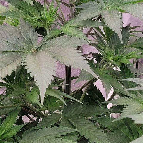 Pearly of Jamaica growlog timeline photo