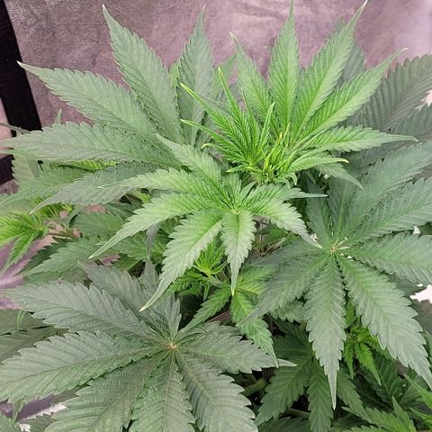 Pearly of Jamaica growlog timeline photo