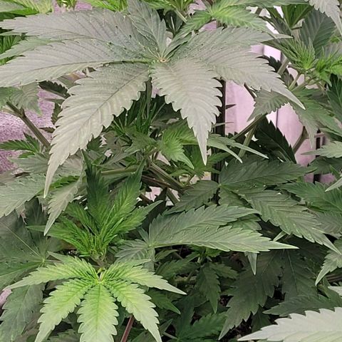 Pearly of Jamaica growlog timeline photo