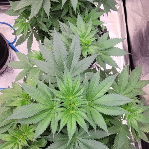 Fast Diesel growlog timeline photo